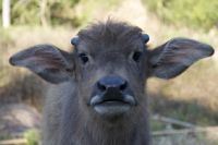 eerste-buffelbaby