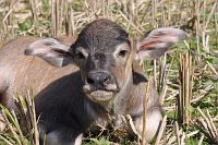 eerste-buffelbaby