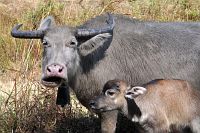 eerste-buffelbaby